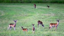 Remarkable ranch offered by REMAX Tow & Country in Fredericksburg, TX.